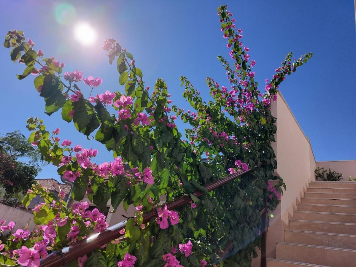Apartments Lavanda - Free Parking And Grill يزيرا المظهر الخارجي الصورة